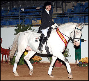 Halifax Middelsom Knabstrupper stallion